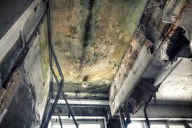 Environmental Consulting for Mold Prevention in Fernley, NV